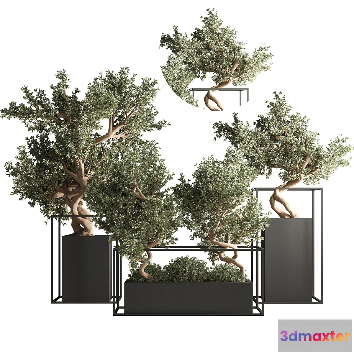 748961 - indoor plant bonsai set 24