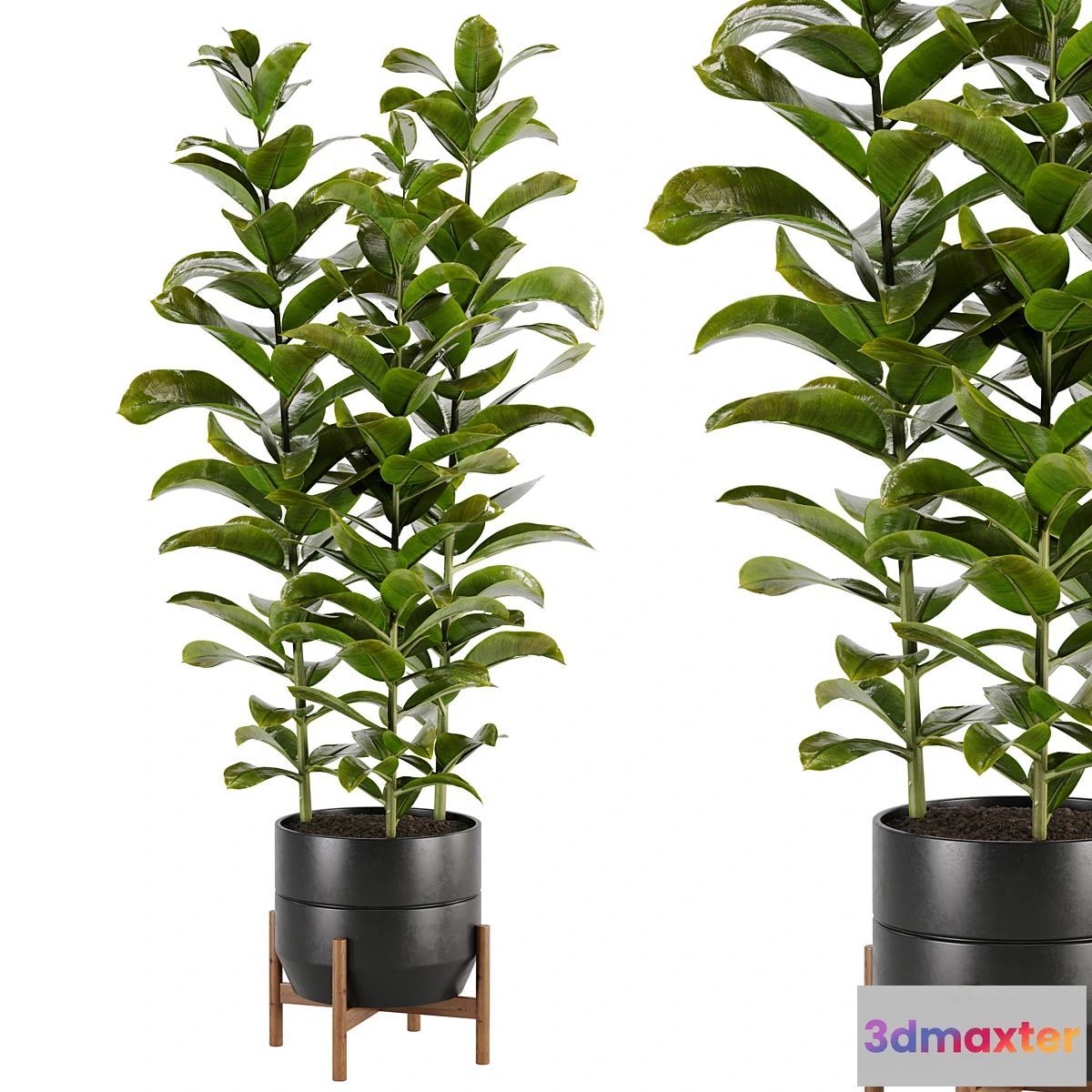 748969 - indoor plant Set 02