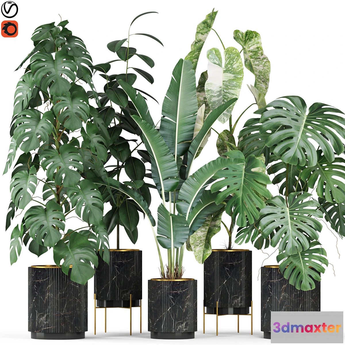 748985 - Plants collection 584 - No.2