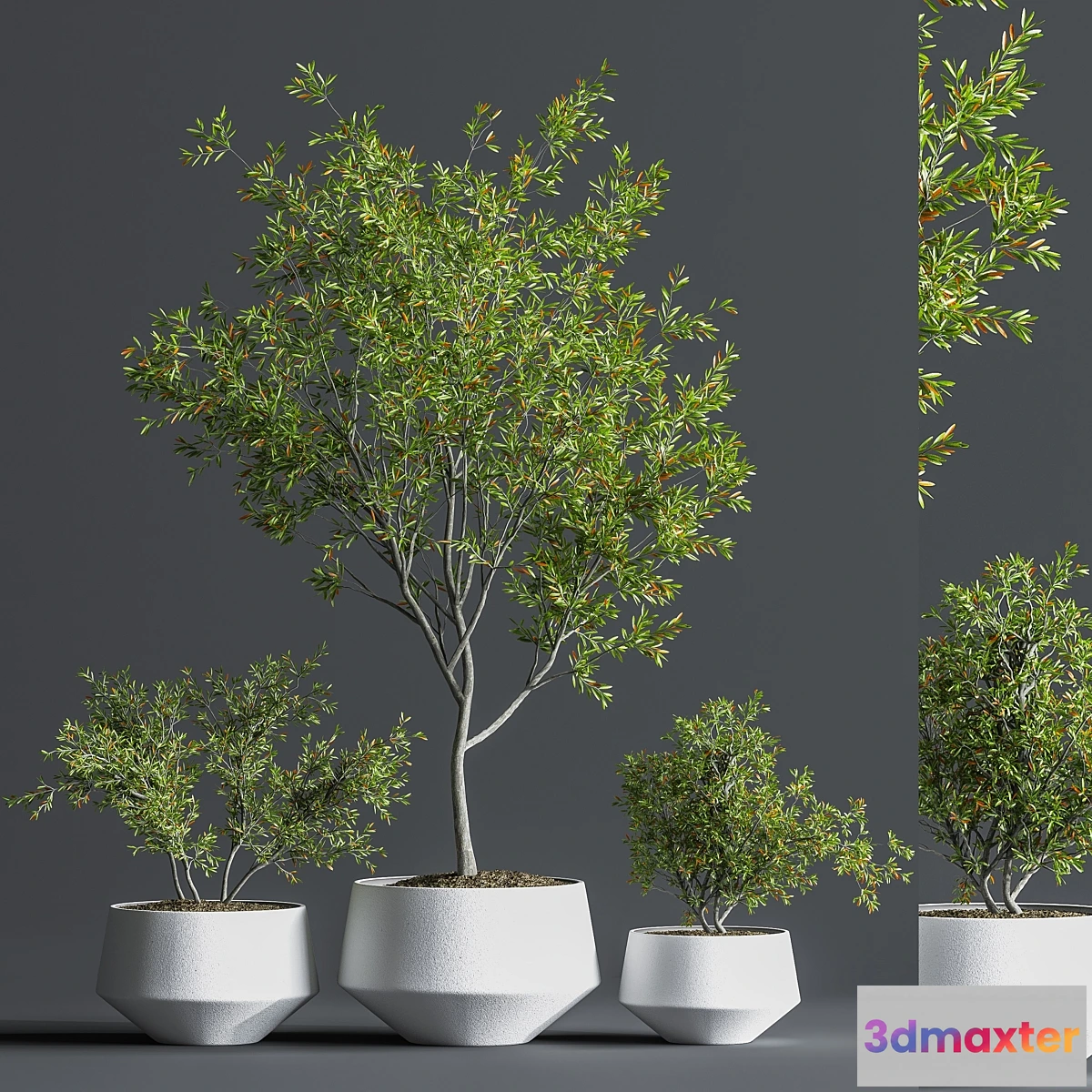 748999 - Indoor_Set_Plant_08 - No.3