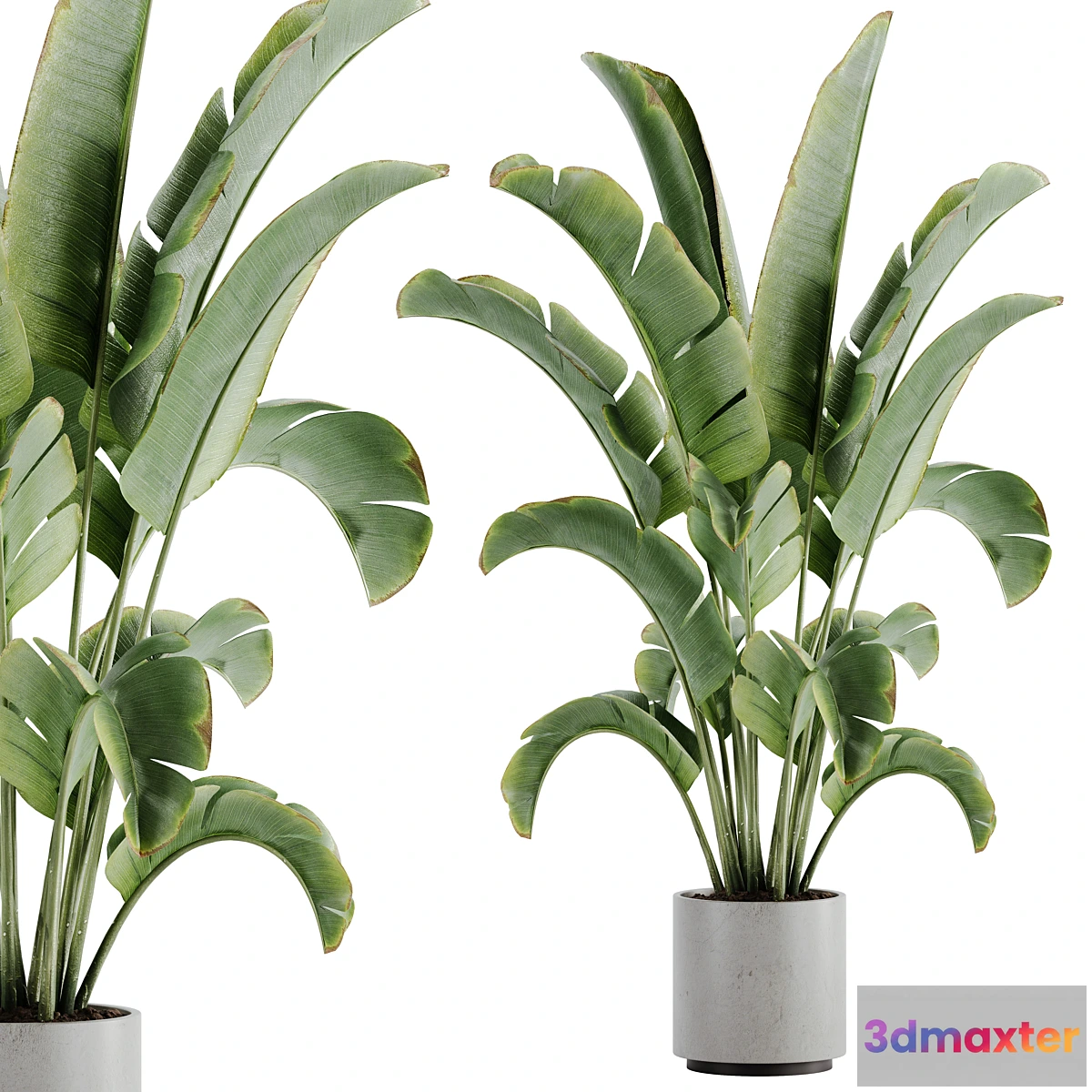 749011 - indoor plant Set 15 - No.2