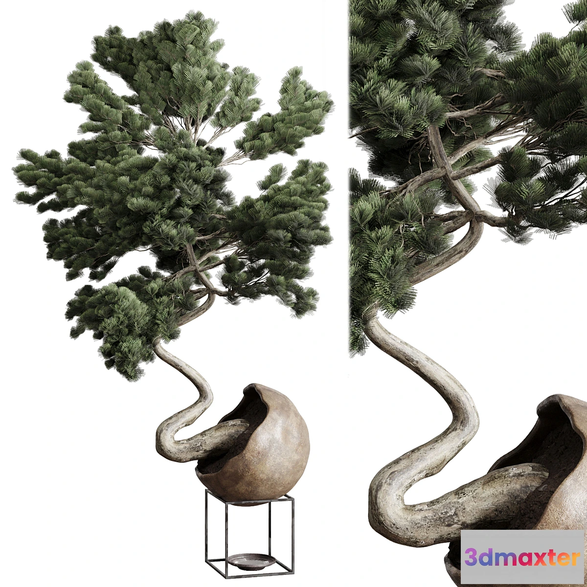 749021 - Bonsai 01 - No.3