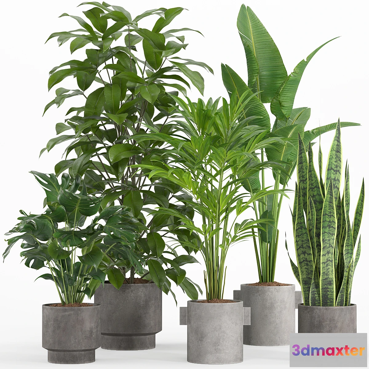 749045 - indoor plant set 013 - No.2