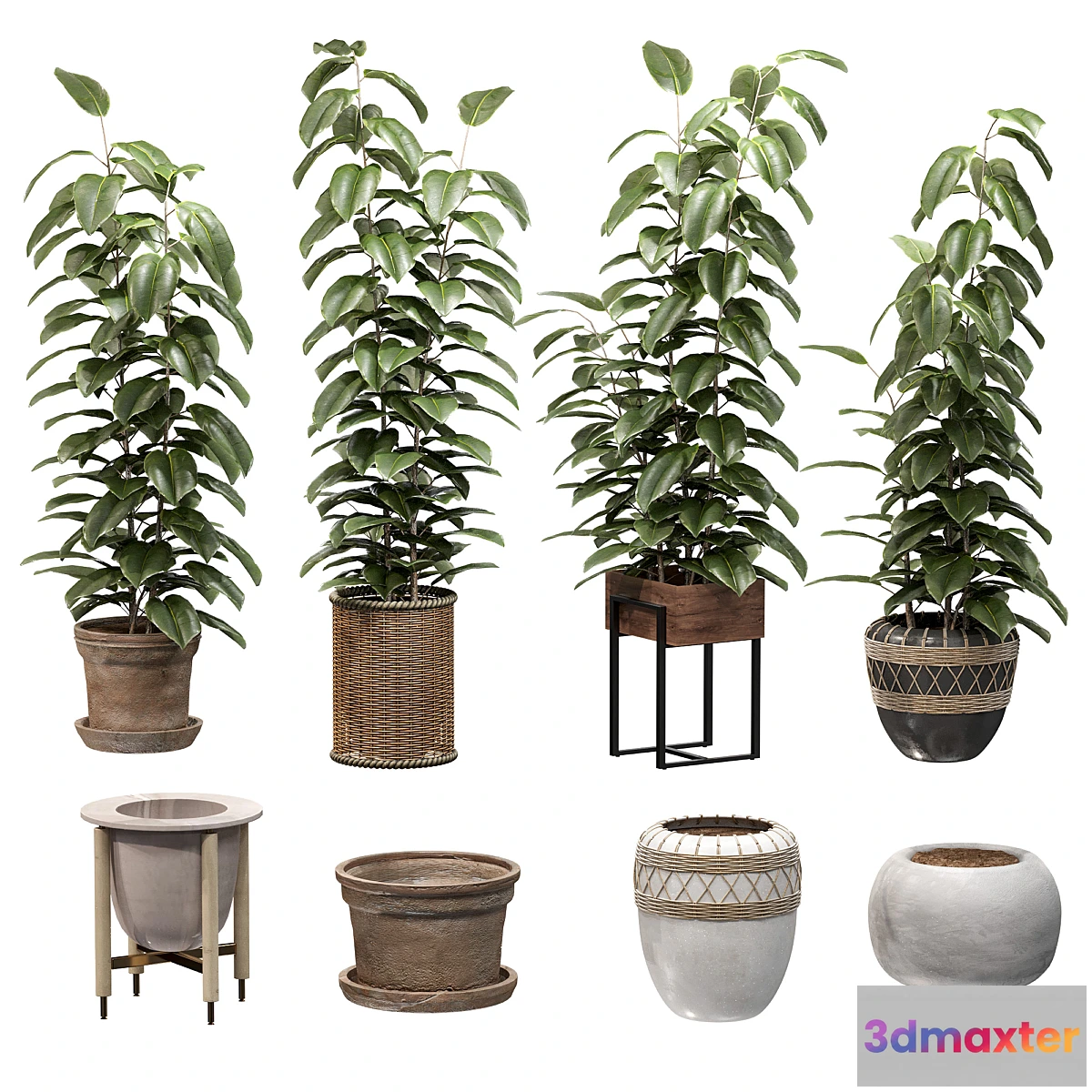 749063 - Ficuses in pots - No.4