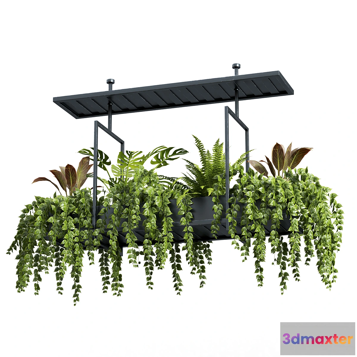 749065 - Indoor plant set 05-Hanging plants - No.2