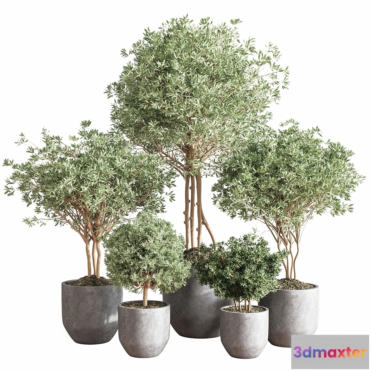 749079 - Indoor_Plant_Set13_Corona - No.3