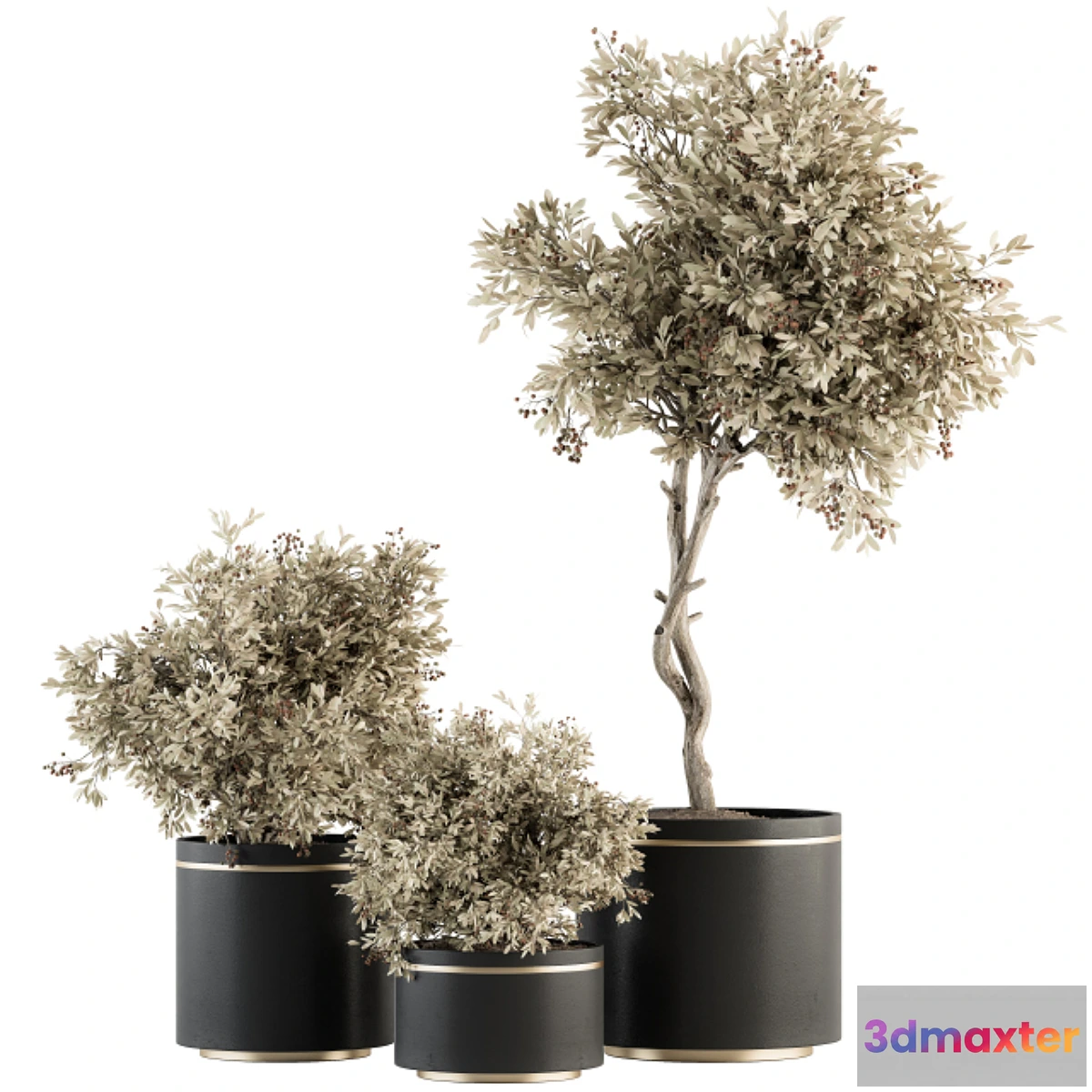 749081 - indoor Plant Set 310 - Tree and Plant Set in Black pot