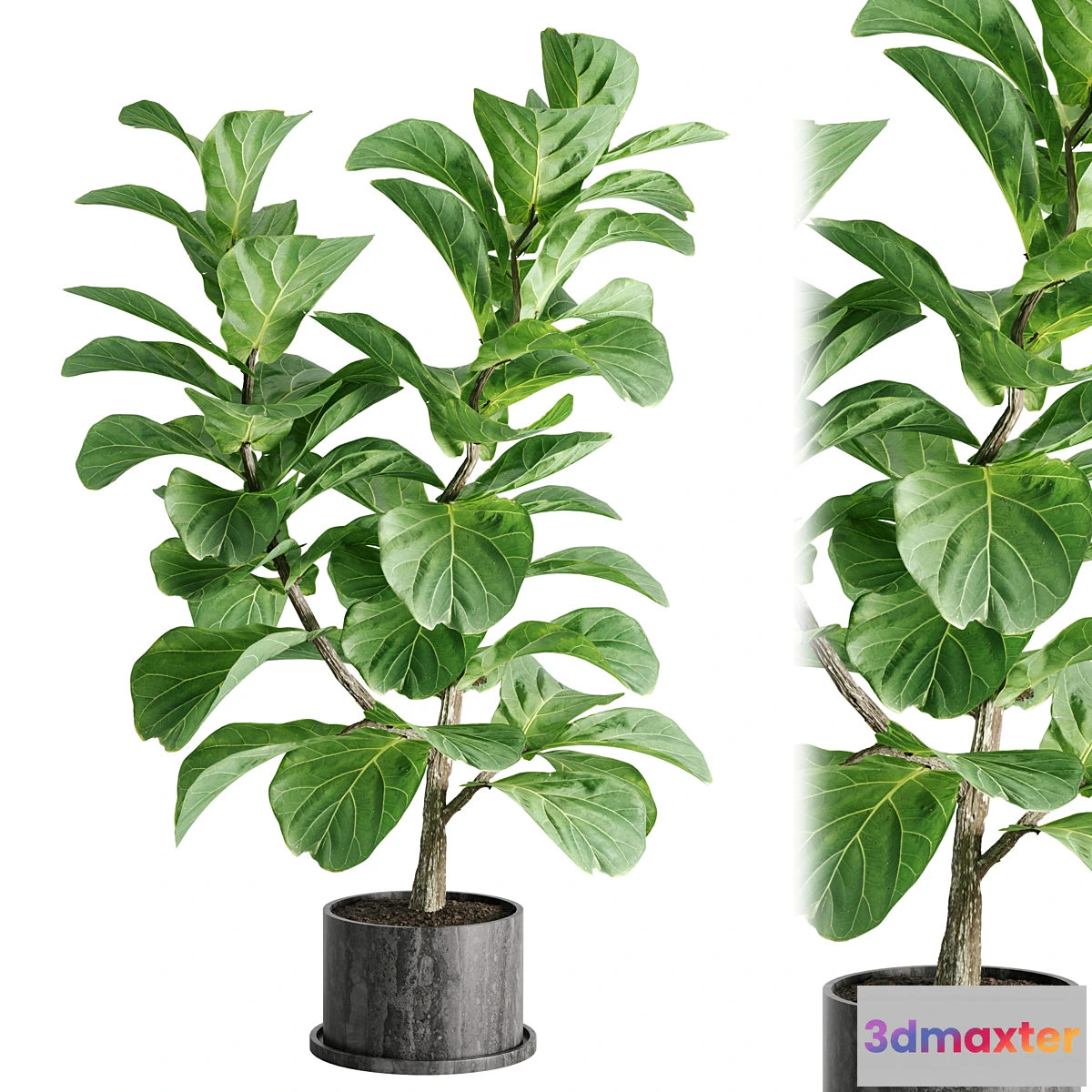 749091 - indoor plant Set 04 - No.2