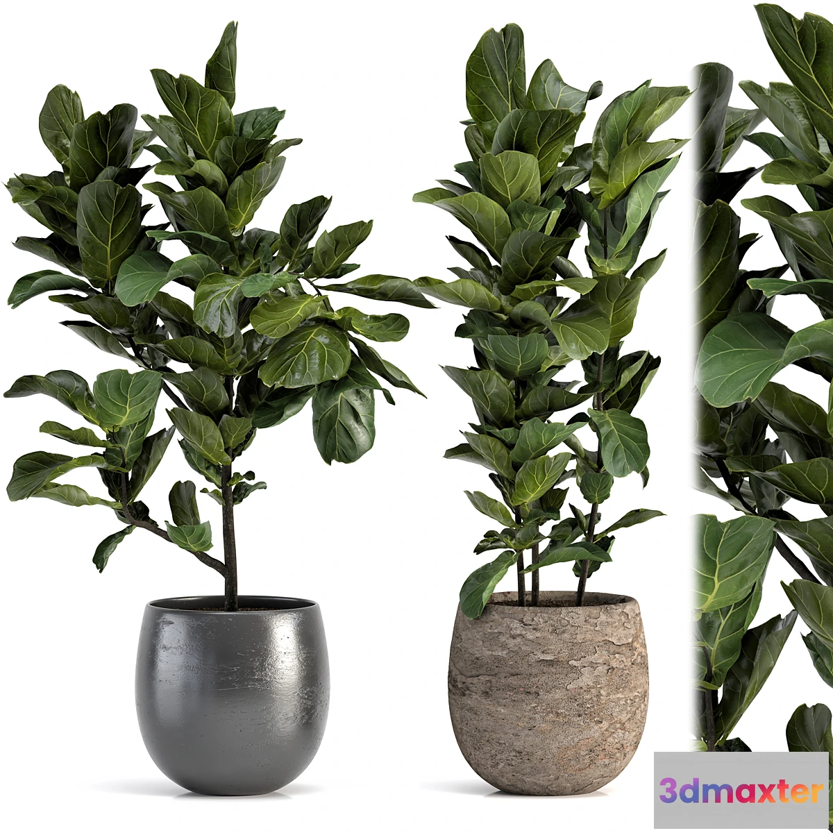 749103 - Collection of plants-006 - No.2