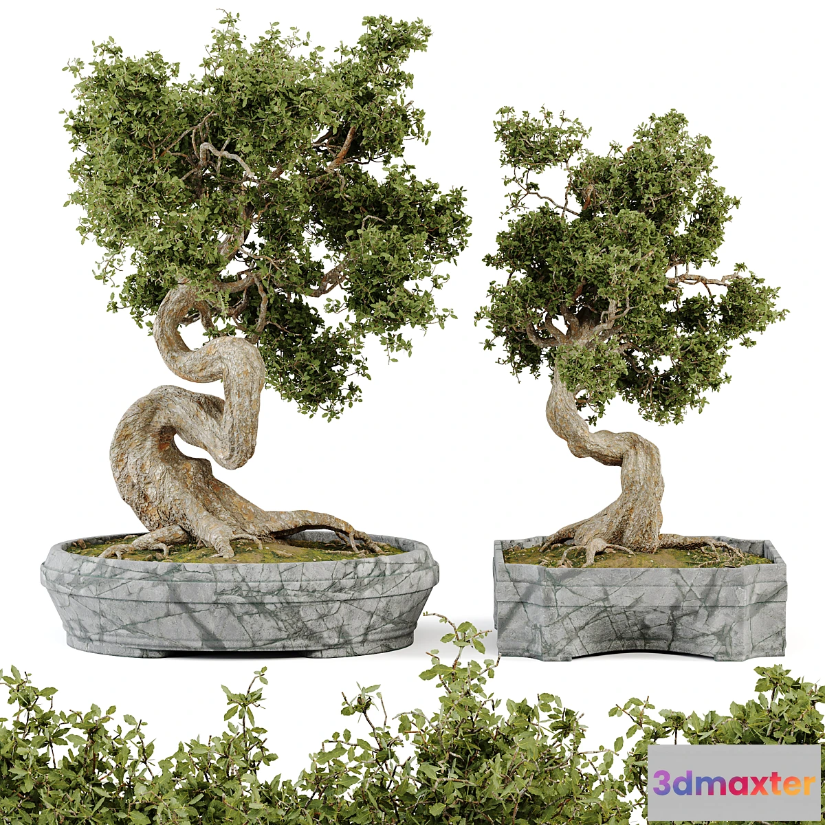 749129 - Bonsai Set Vol.01 - No.2