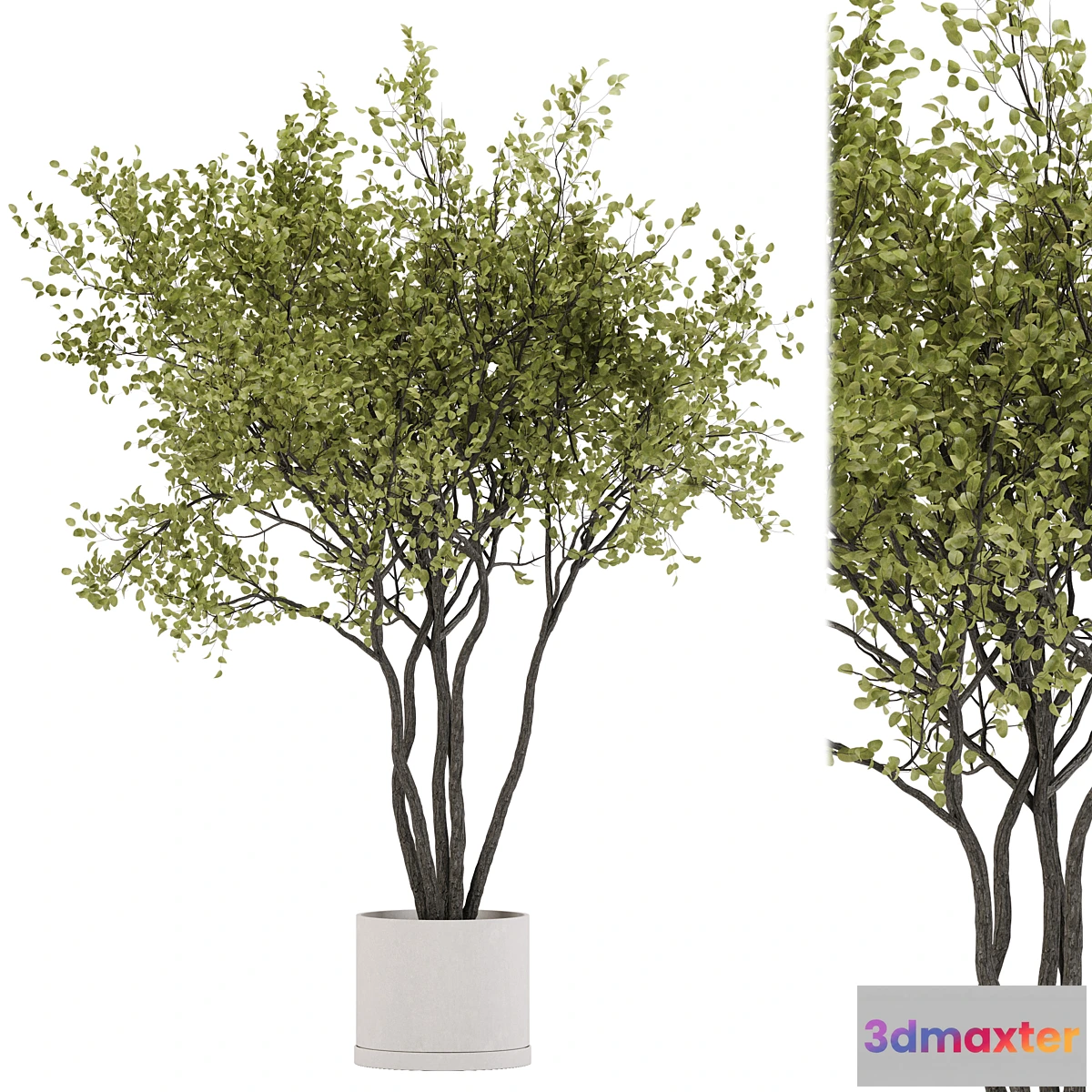 749135 - indoor plant set 31 - No.3