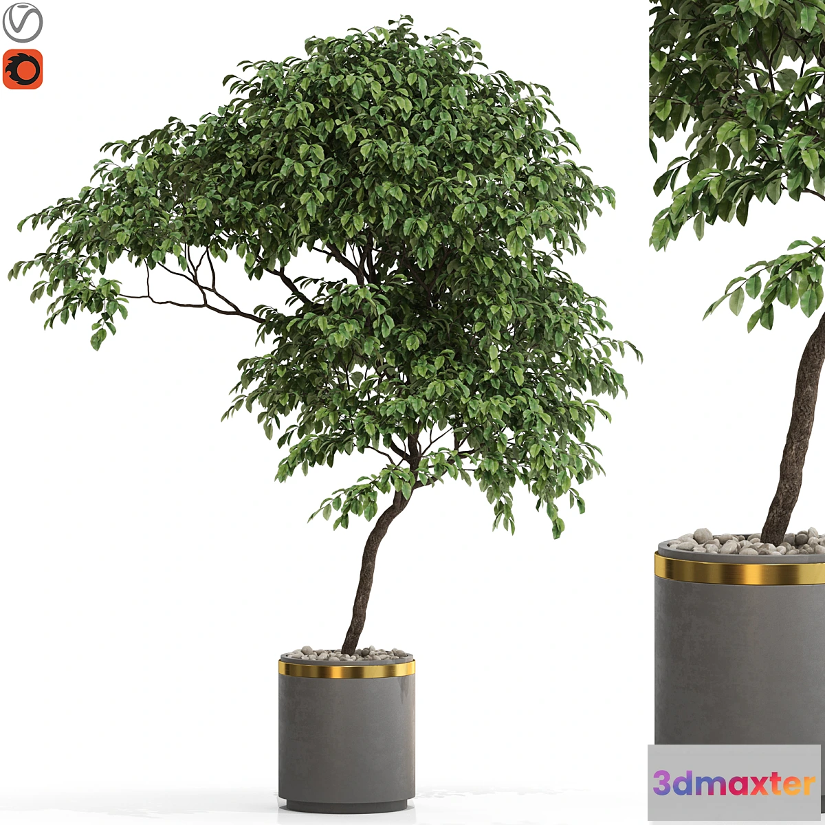 749139 - Plants collection 700 - No.2