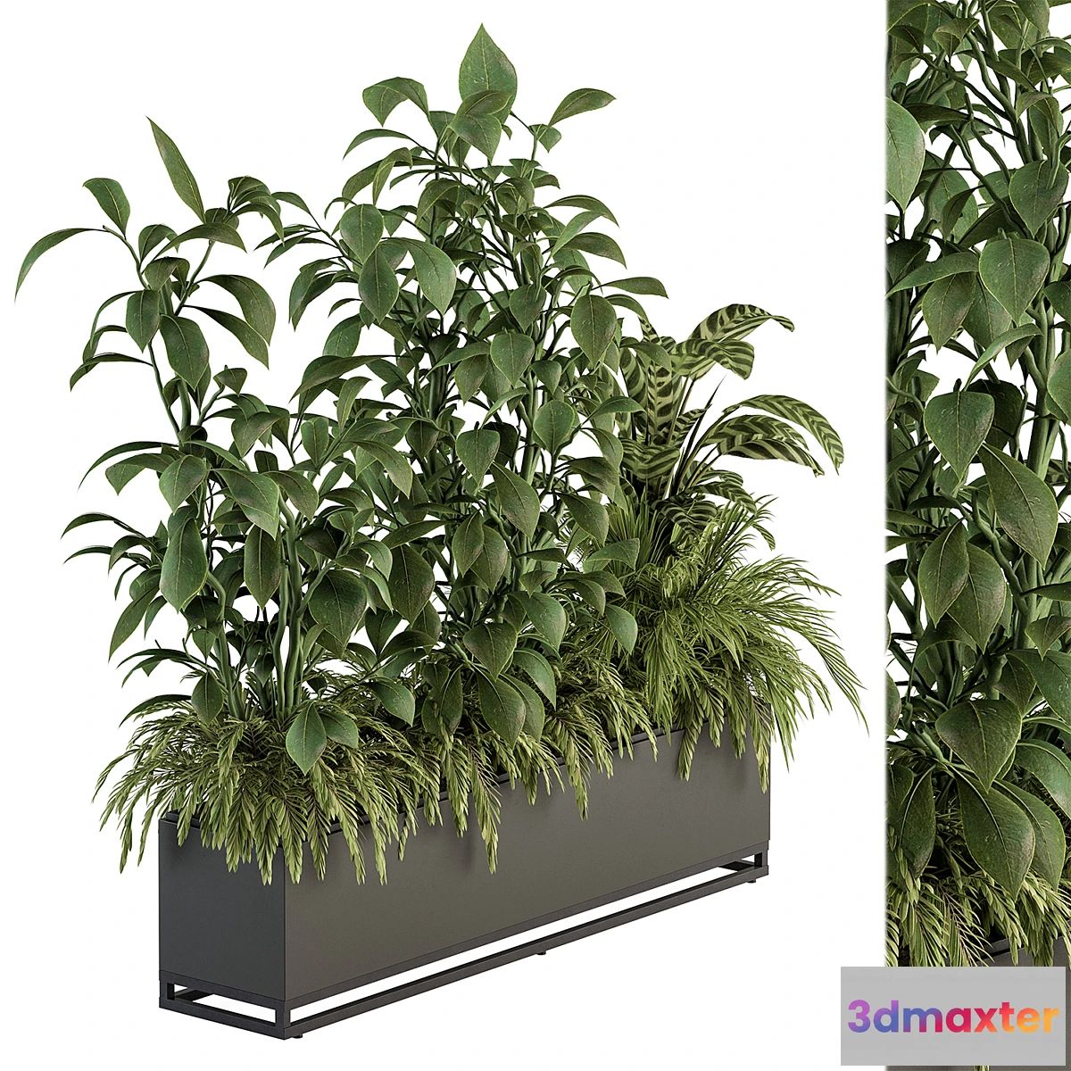 749147 - indoor Plant Set 383 - Plant Set in Box