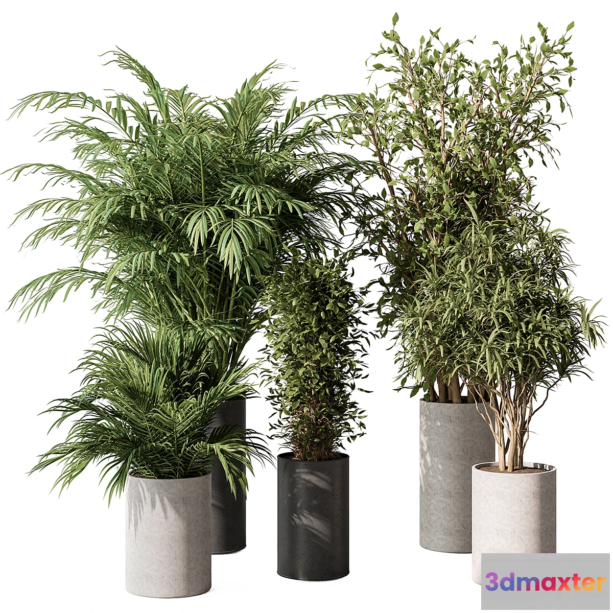 749151 - indoor Plant Set 386- Tree and Plant Set in pot