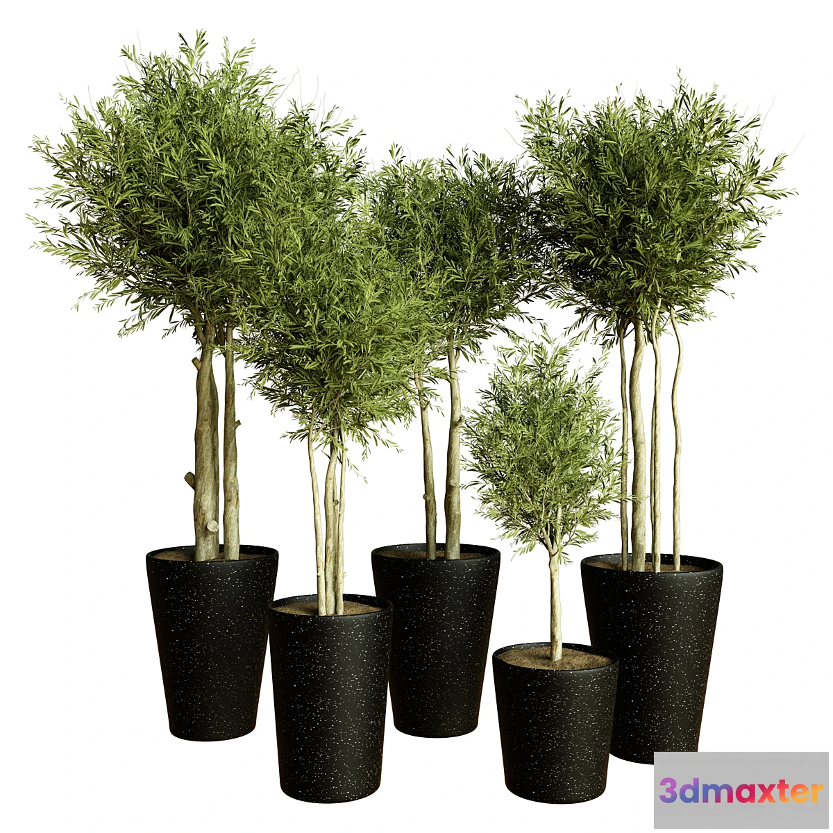 749153 - Collection indoor plant 55 - No.2