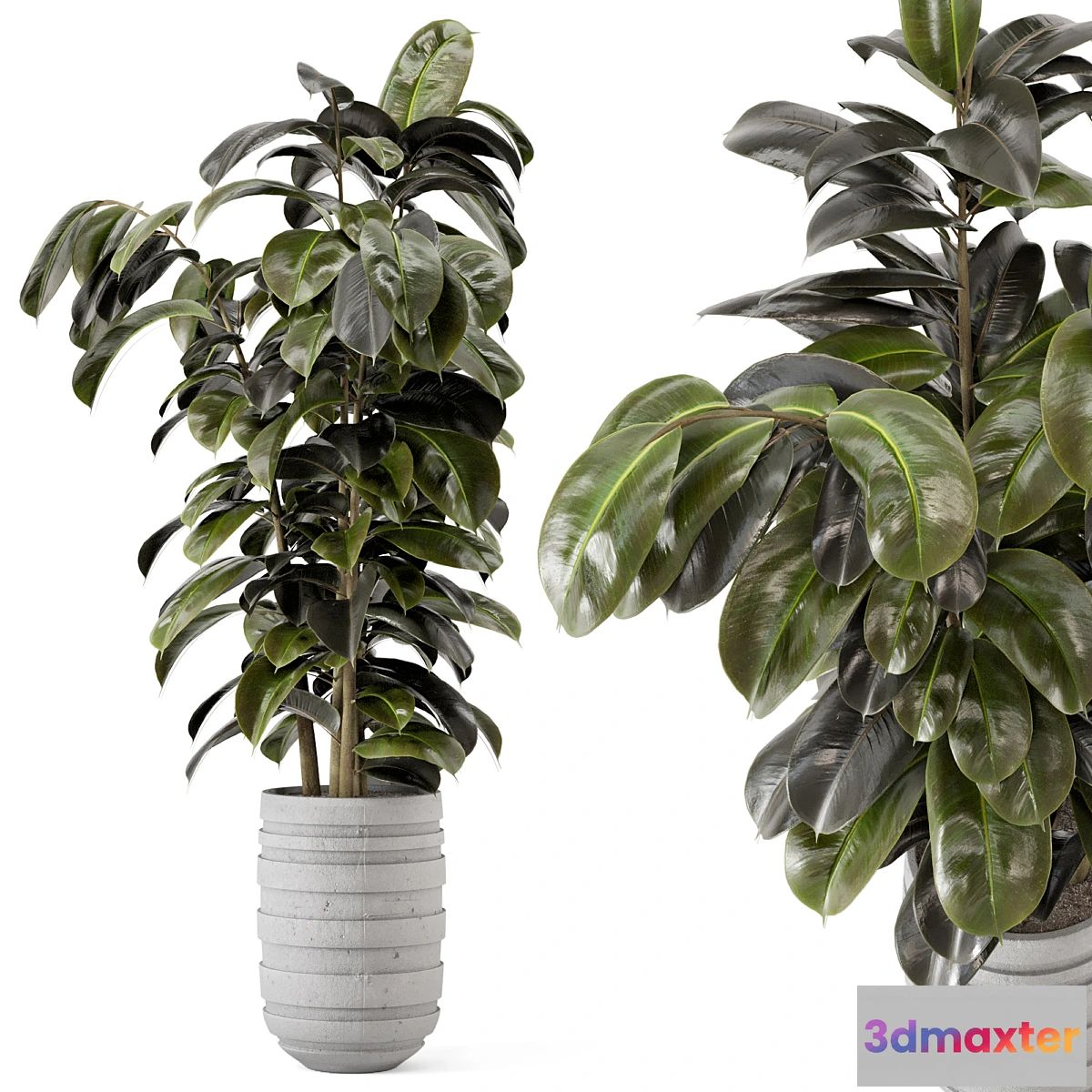 749155 - Indoor Plants in rusty Concrete Pot - Set 549 - No.3