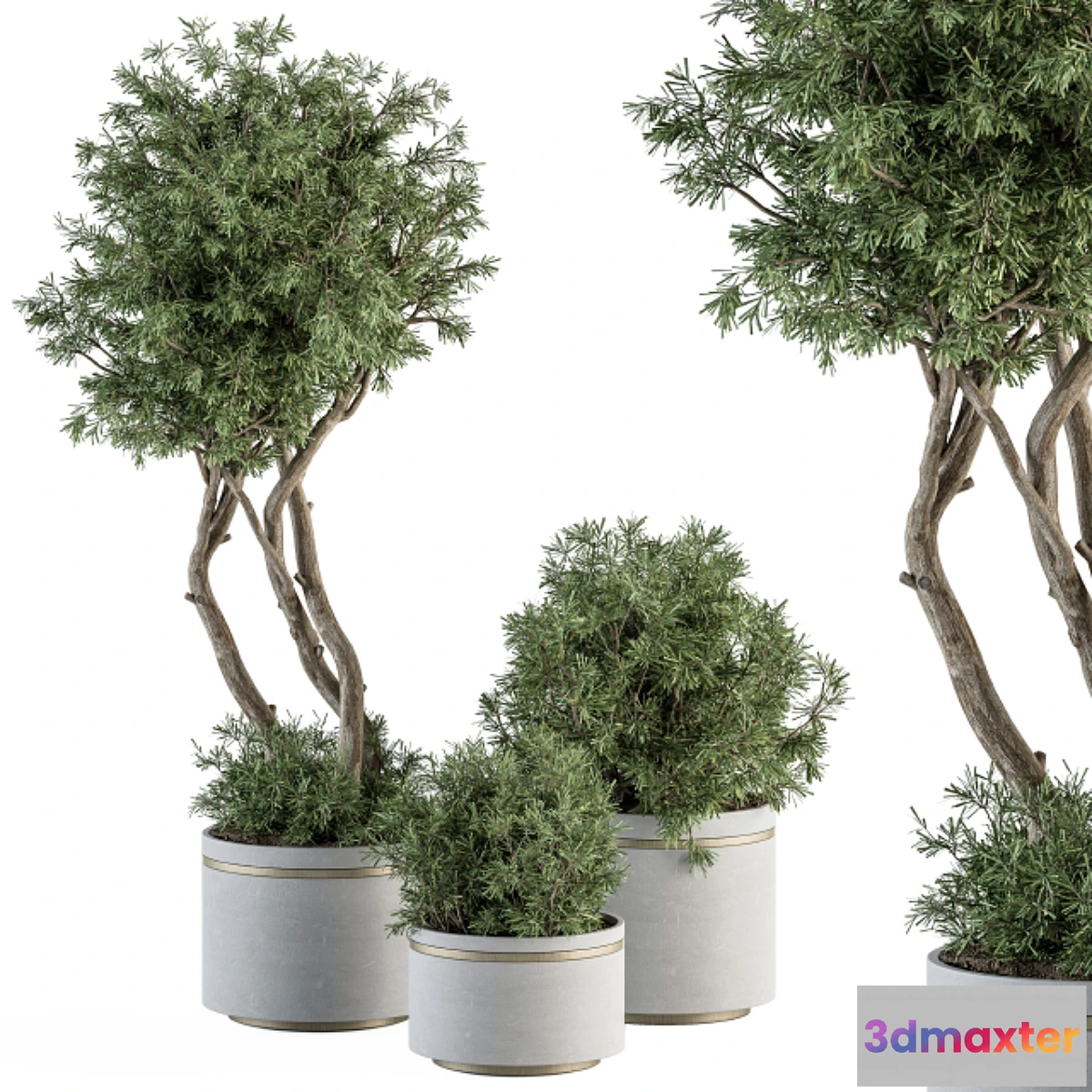 749175 - indoor Plant Set 309 - Needle Tree and Bush Set in pot