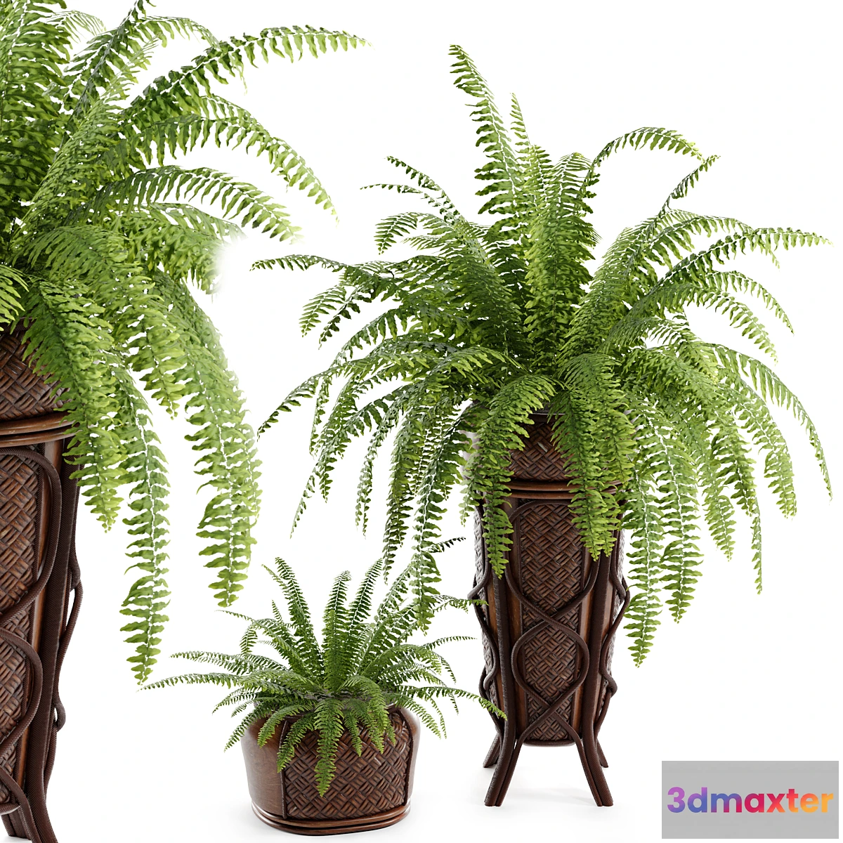 749183 - Boston Fern - No.2