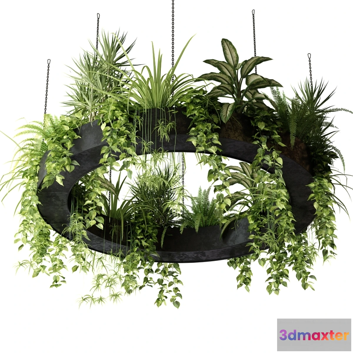 749185 - Indoor plants in a hanging ring planter