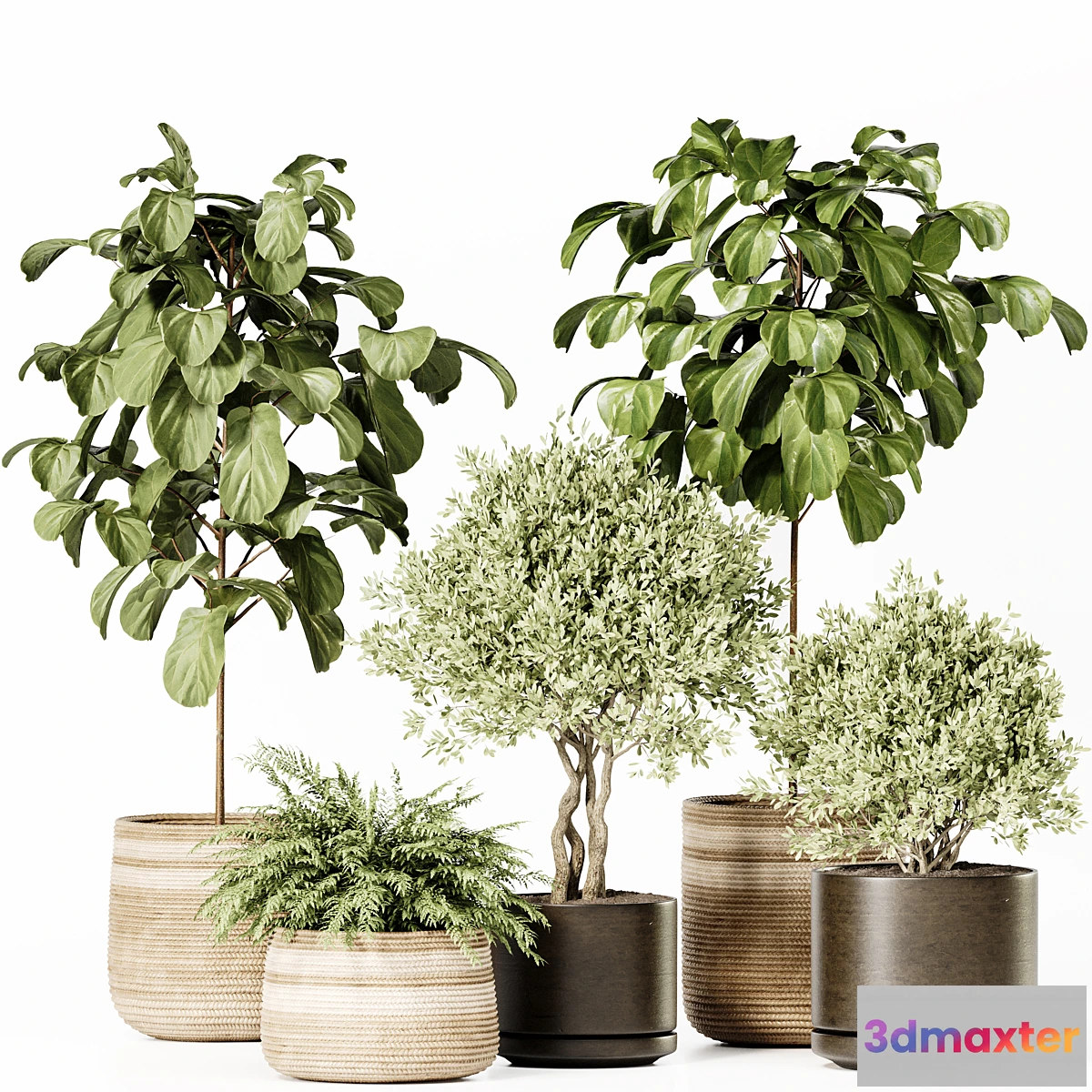 749191 - Indoor Plants Set 022 - No.2