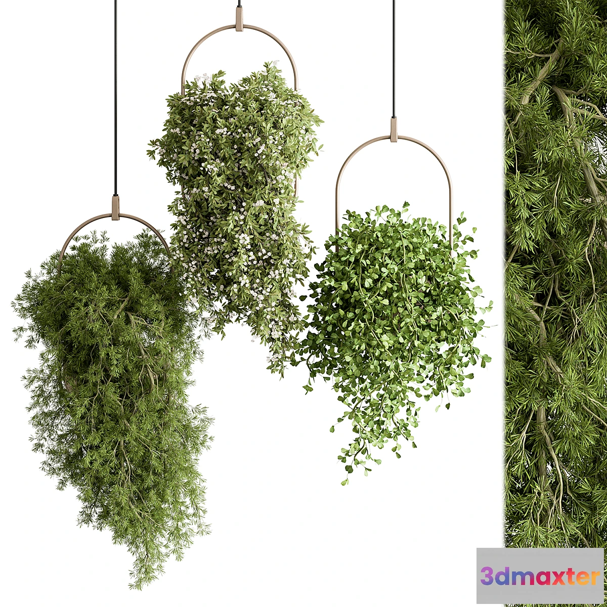 749193 - indoor Plant 438 - Hanging Plants - No.2