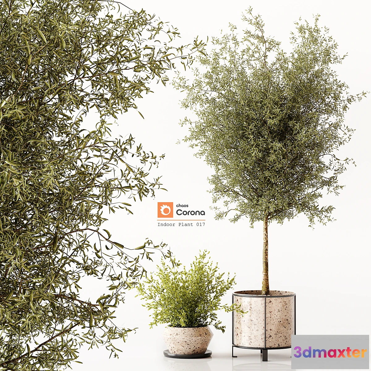 749197 - Indoor Plant 017