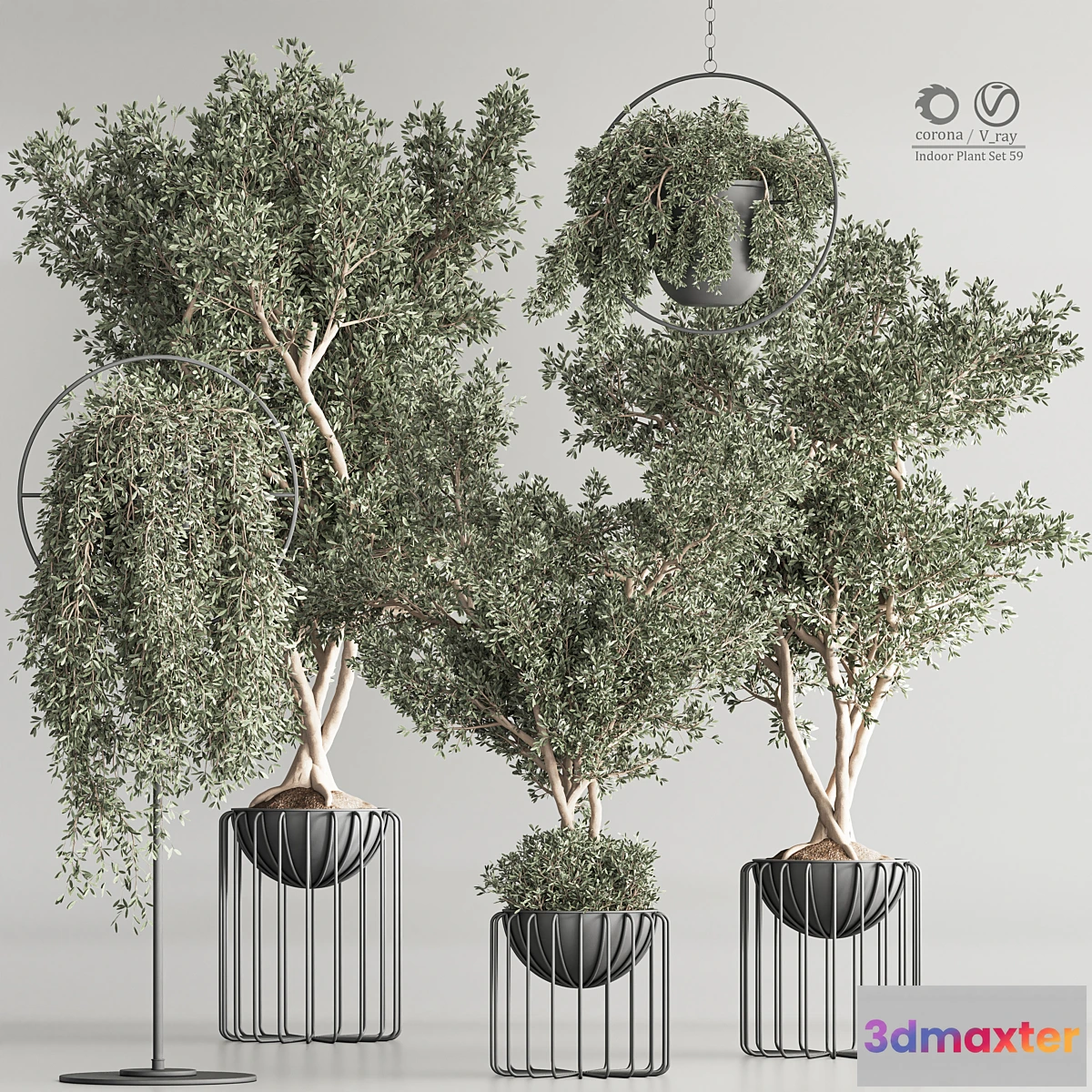 749247 - Indoor Plant Set 59 - No.2