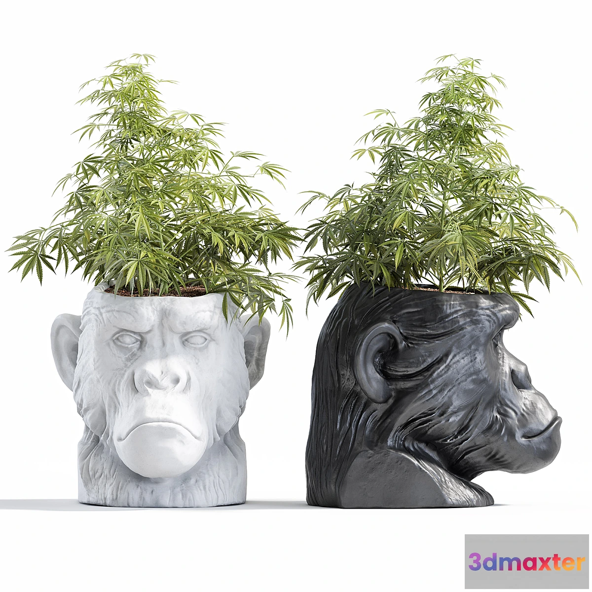 749249 - Ape Head Planter - No.2