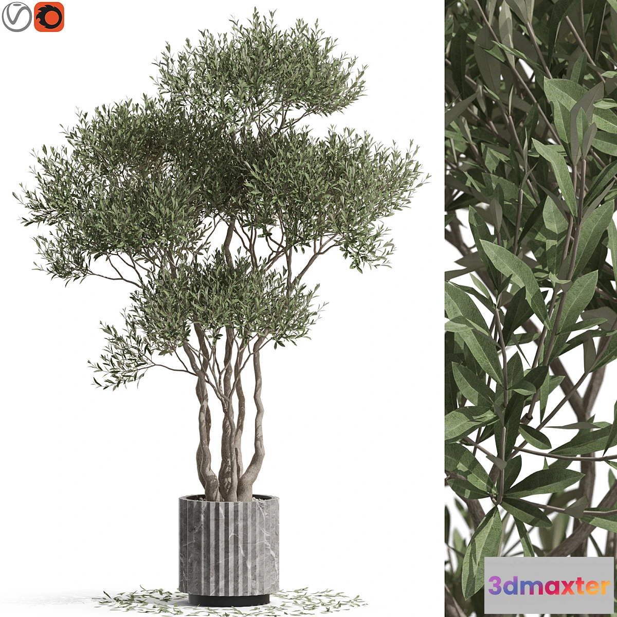 749251 - Plants collection 723 - No.2