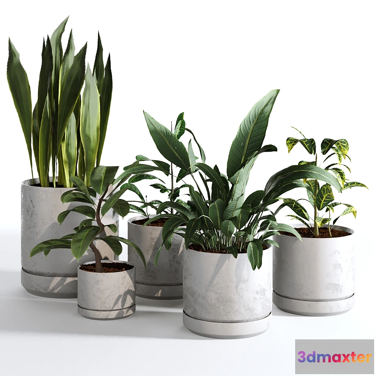 749257 - Indoor Plants Collection - Set 03 - No.2