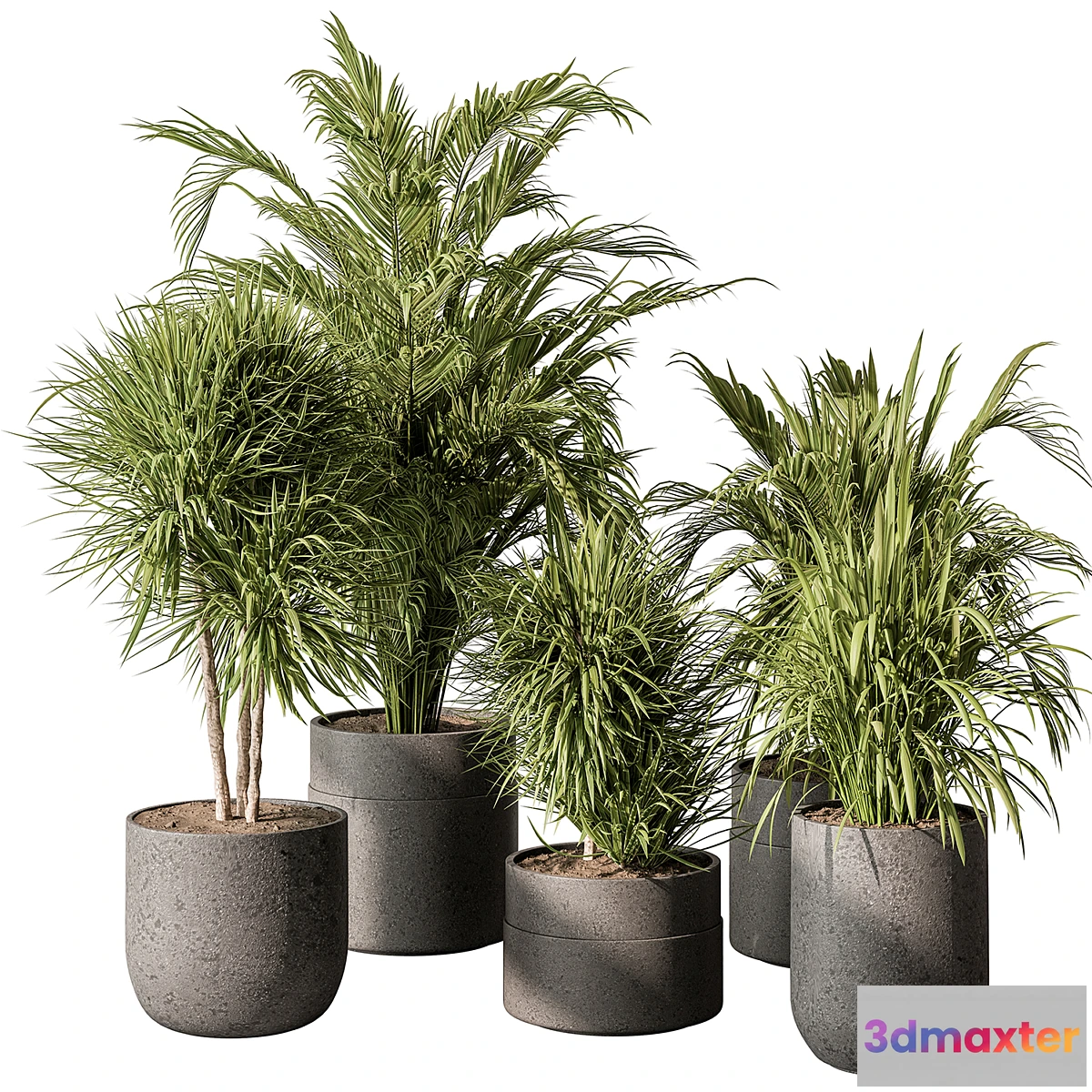 749283 - indoor Plant 483 - Tropical Plants - No.2