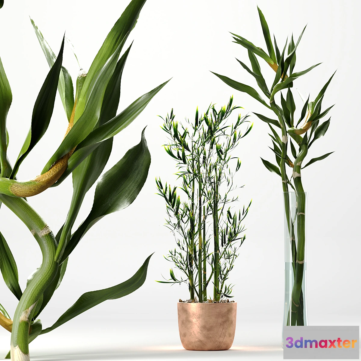 749303 - Bamboo Indoor Plant Set - No.2