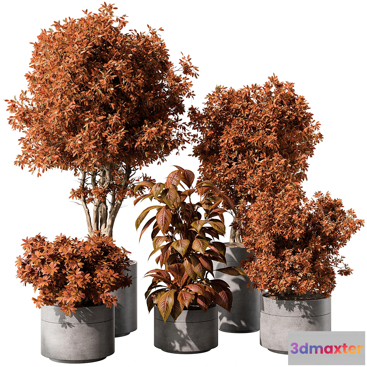 749307 - indoor Plant 463 - Tree and Bush - No.2