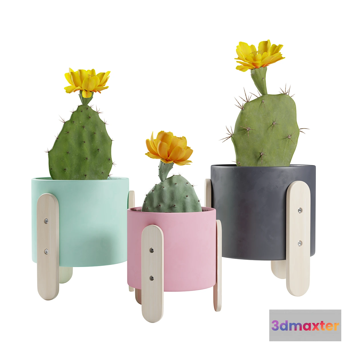 749319 - Opuntia Cactus Pack