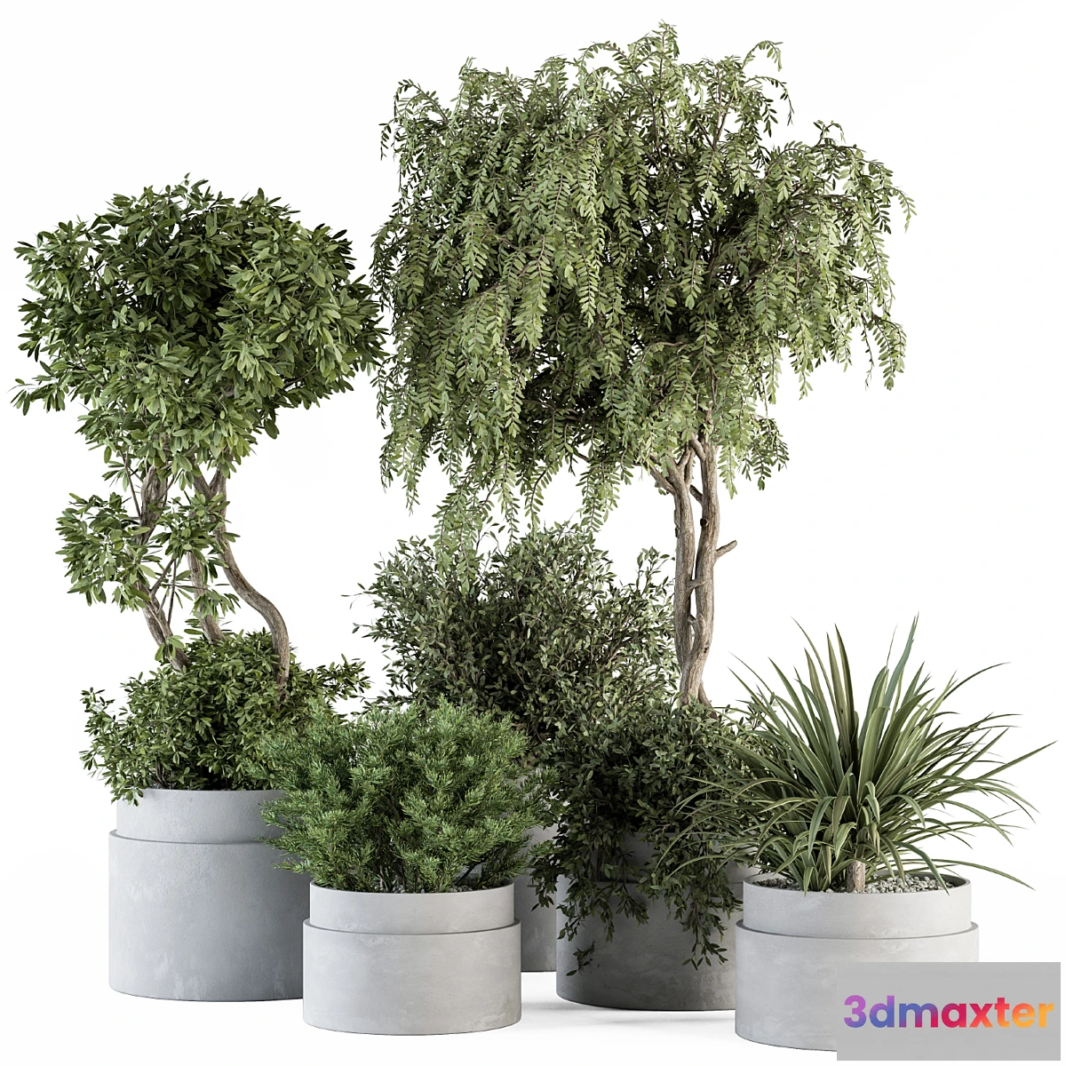 749327 - indoor Plant Set 341- Tree and Plant Set in Gray pot - No.2