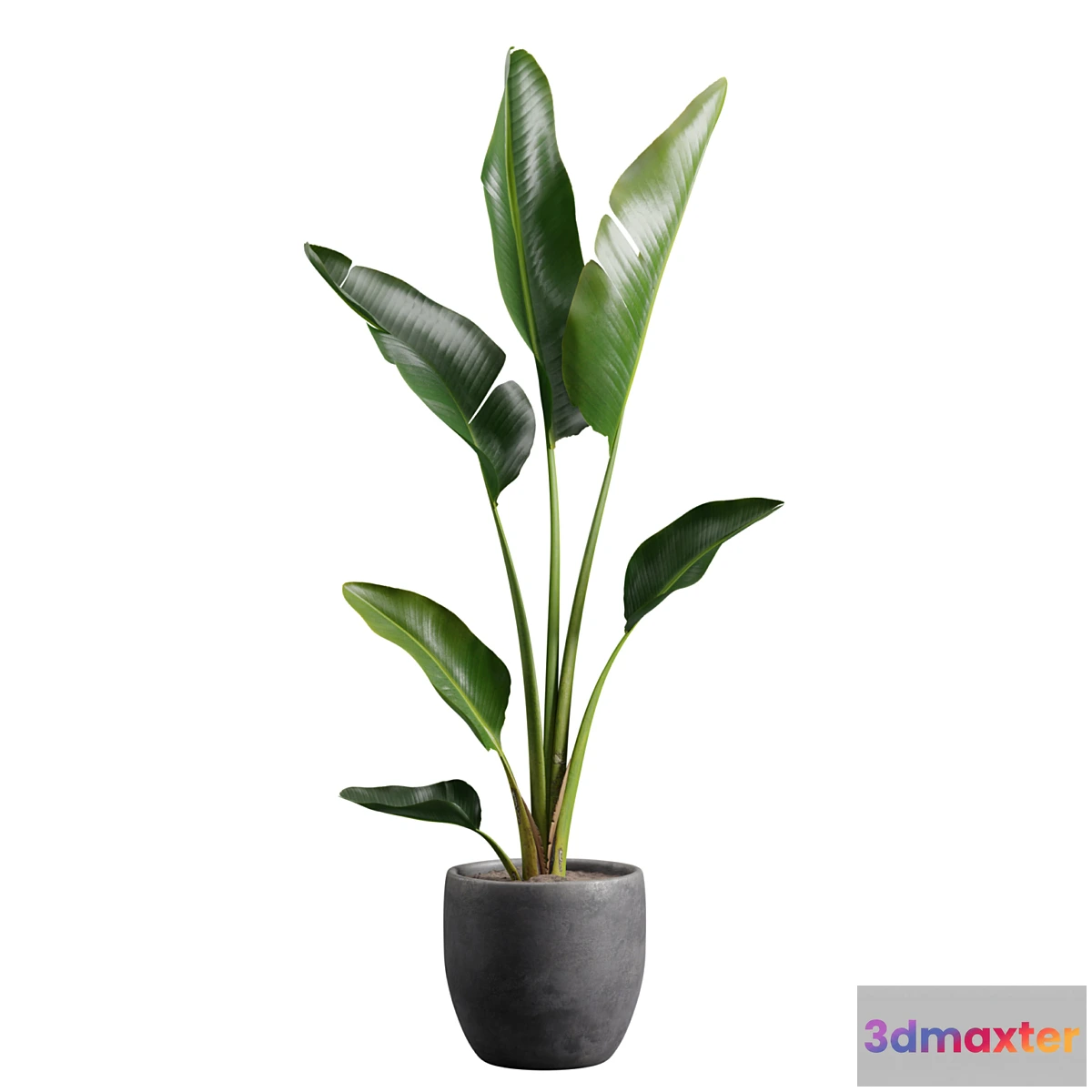 749341 - Strelitzia Nicolai in Pot