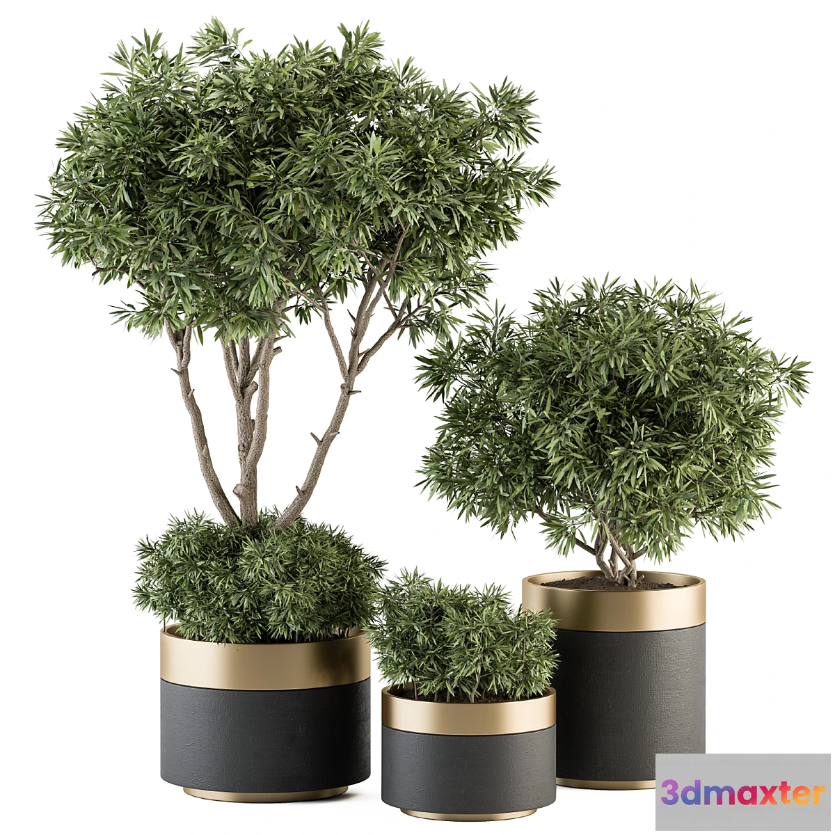 749351 - indoor Plant Set 361- Tree and Plant Set in pot - No.2