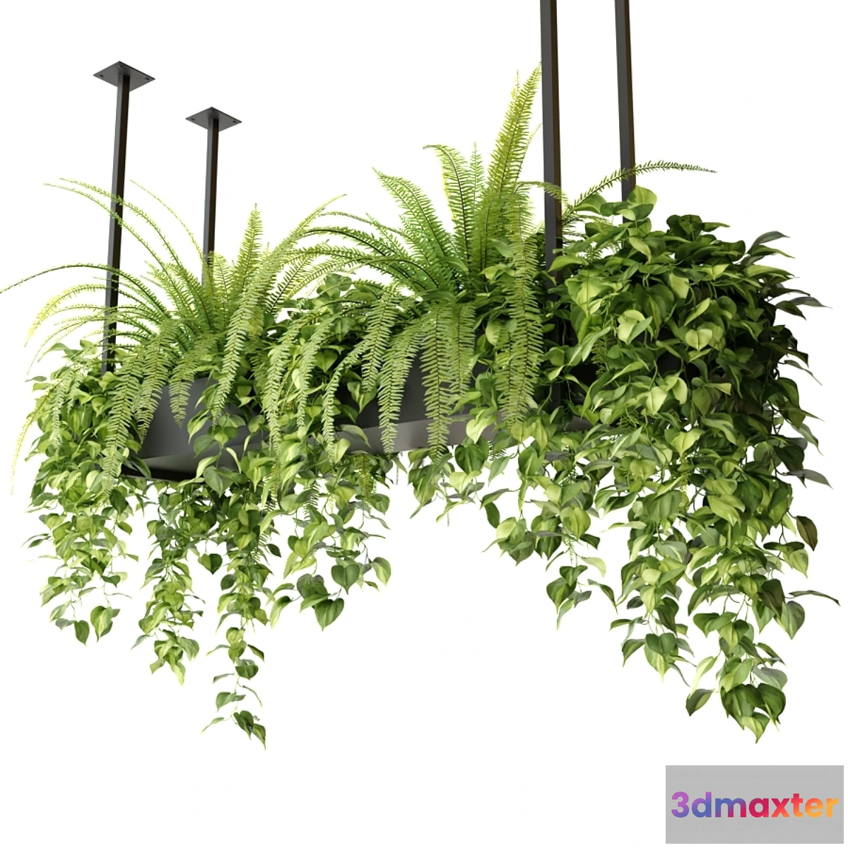 749363 - Indoor plants in a hanging rectangular planter
