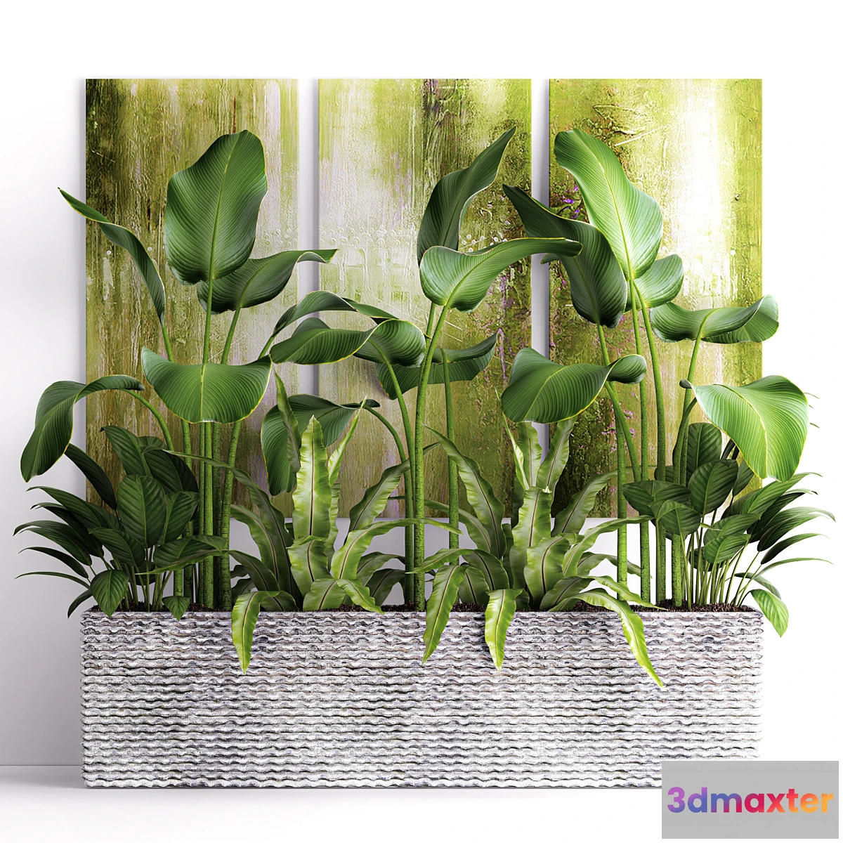 749373 - The collection of plants in pots 16. green painting calathea lutea asplenium bushes pot flowerpot concrete