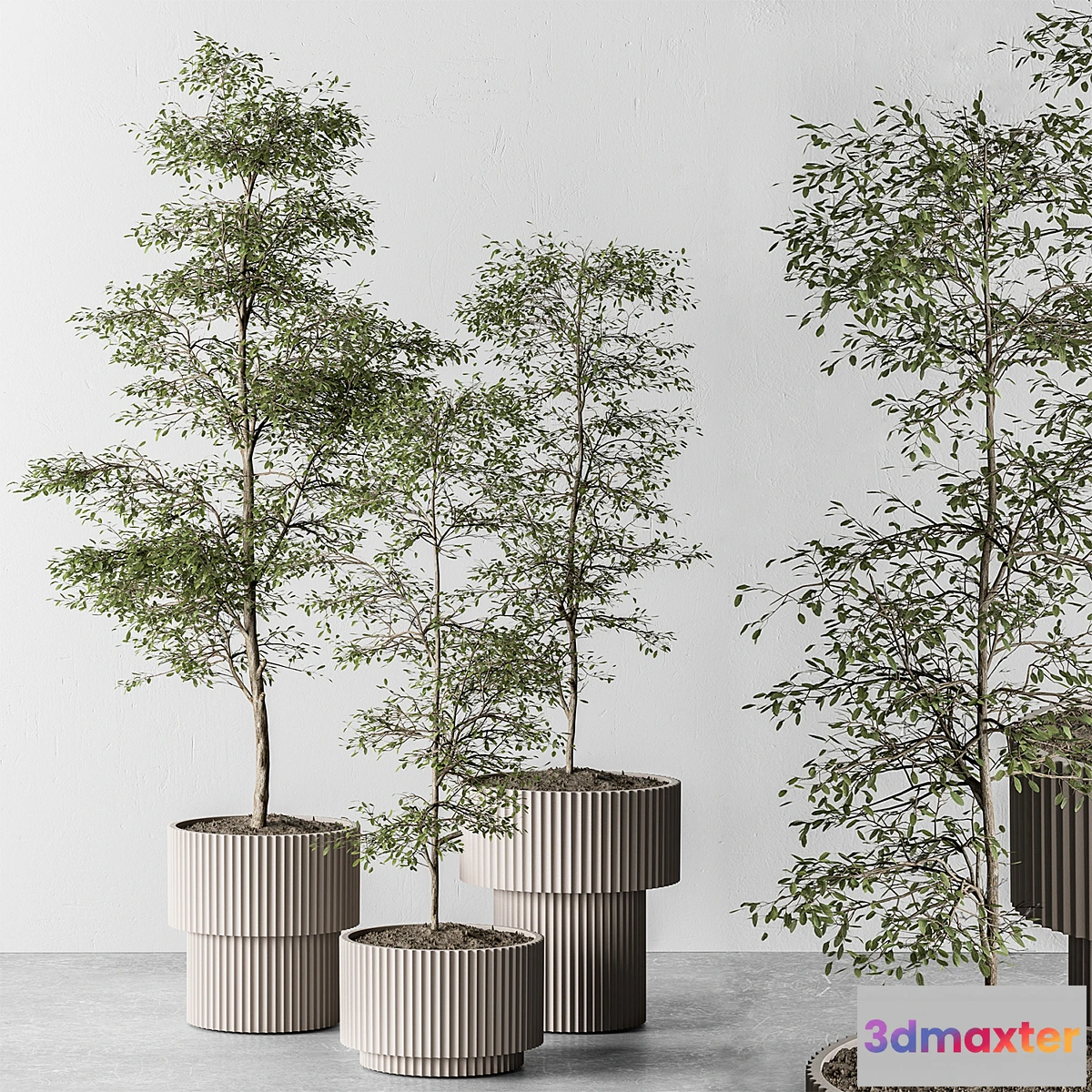 749427 - indoor Plant 497 - Sapling Tree - No.2