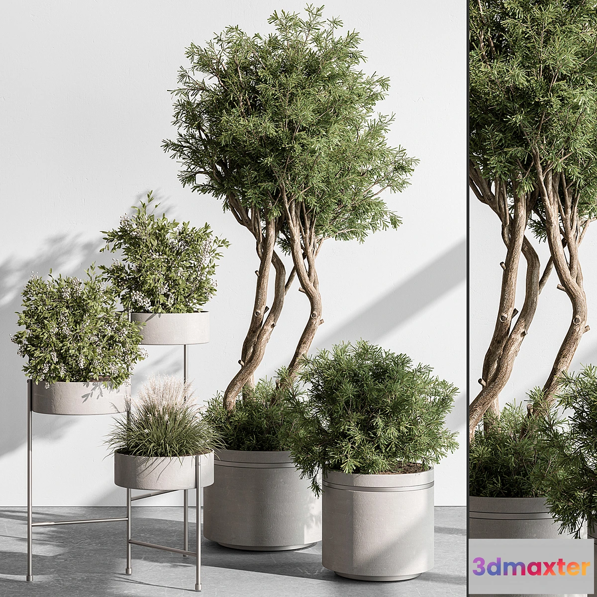 749451 - indoor Plant 433 - Tree and Bush - No.3