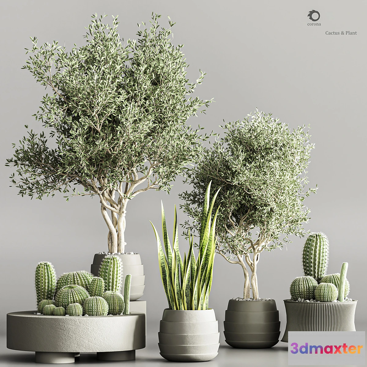 749461 - Cactus & plant vol 02 - No.2
