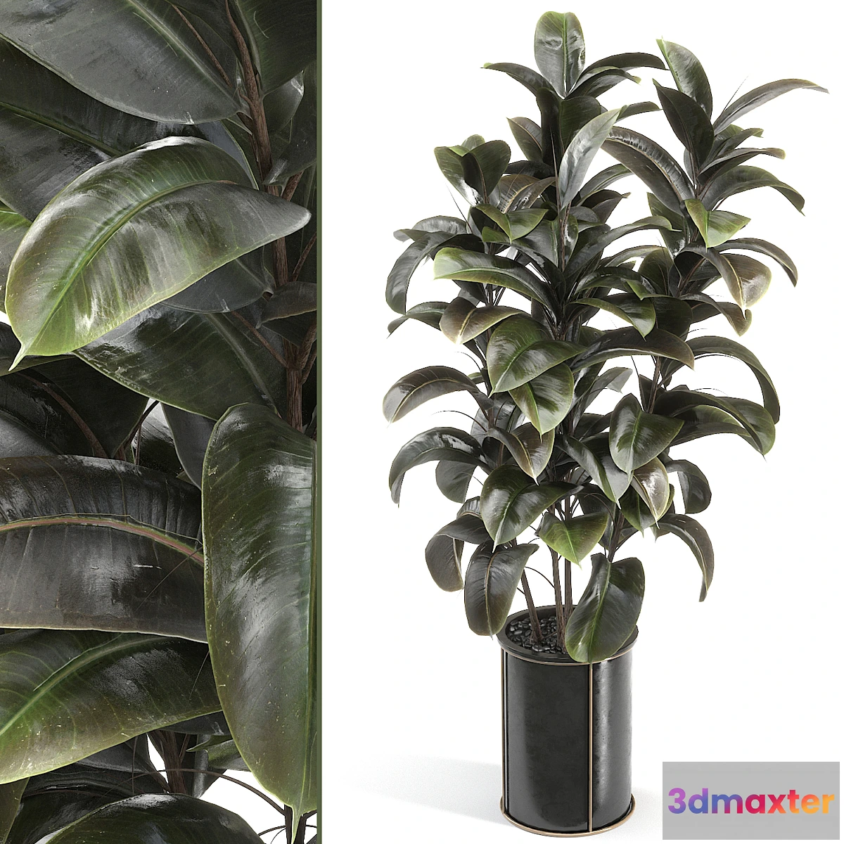 749477 - rubber tree 019 - No.2