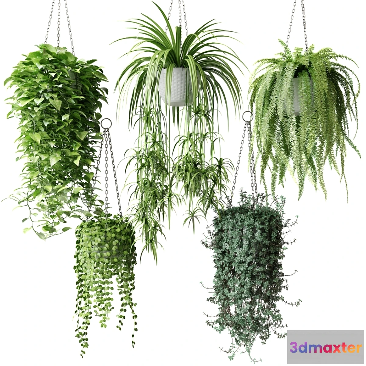 749479 - Ampel plants in white wicker pots