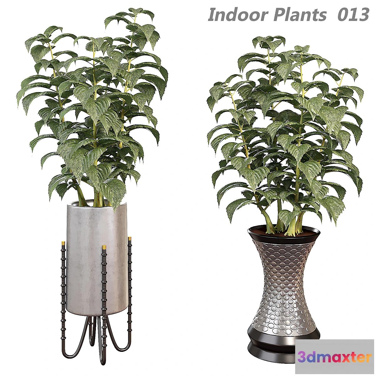 749487 - Indoor plants in a pot 013