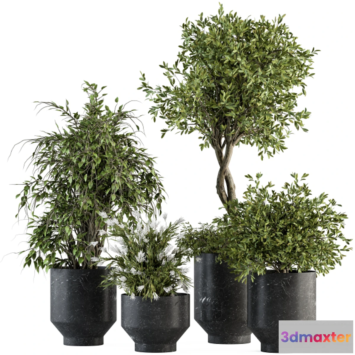 762263 - indoor Plant Set 308 - Tree and Plant Set in Black pot - No.4