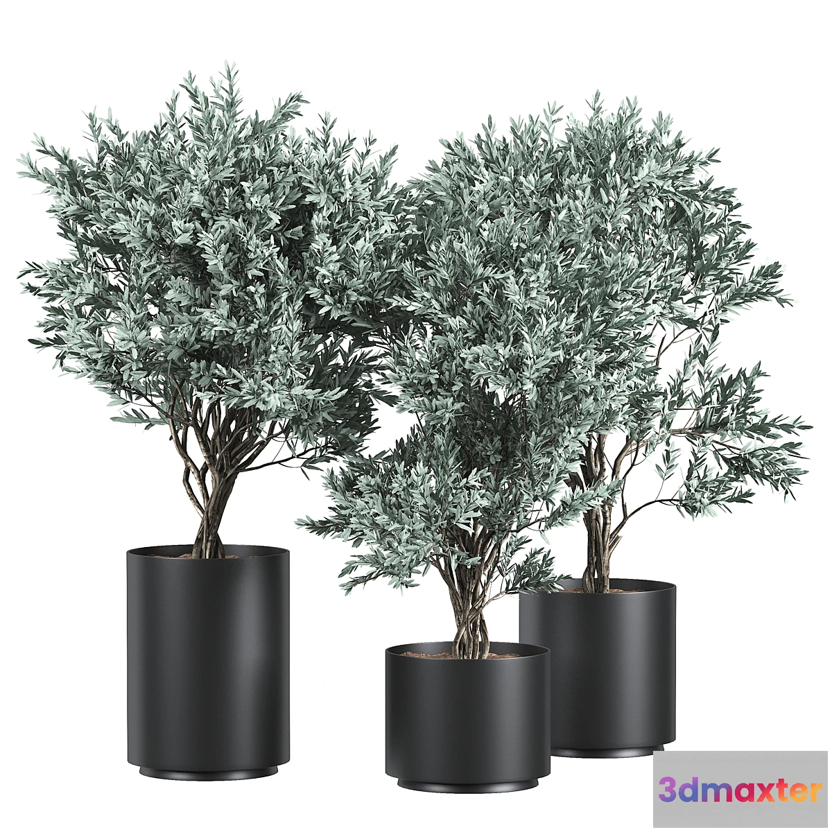 777877 - Flower Pack 184C