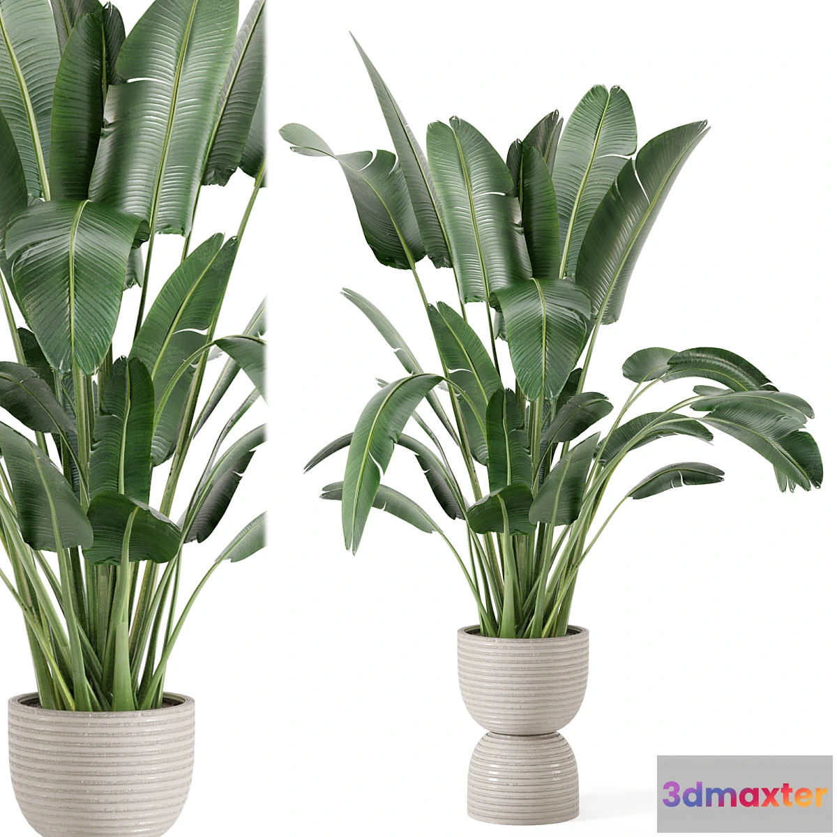 777901 - Indoor Plants in rusty Concrete Pot - Set 298 - No.3