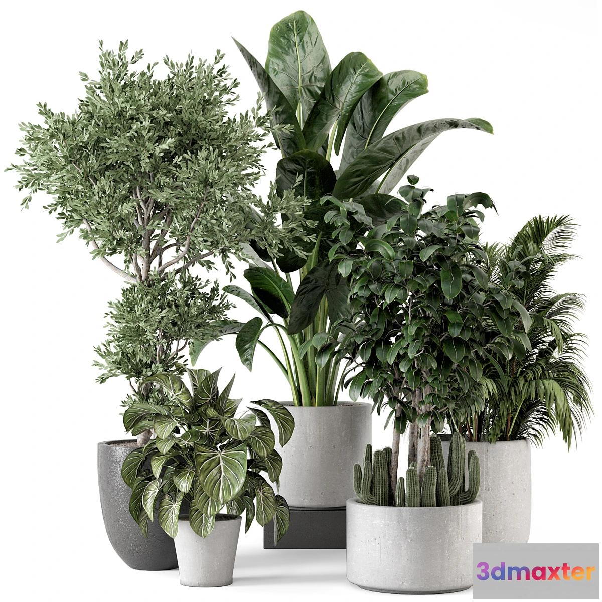 777945 - Indoor Plants in rusty Concrete Pot - Set 584 - No.2