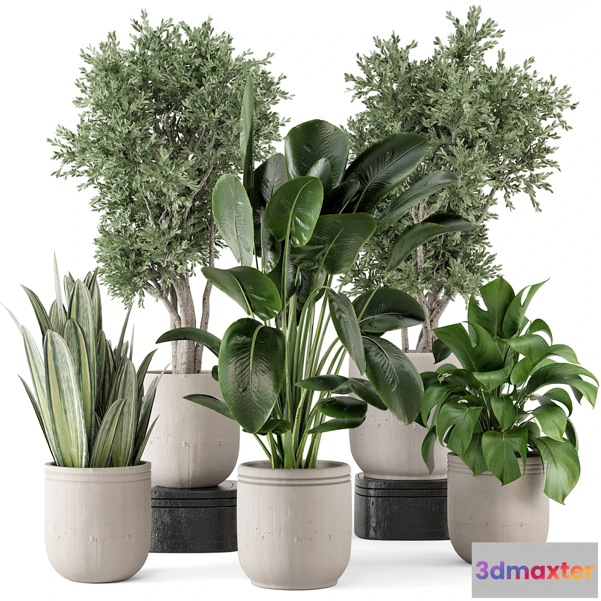 777959 - Indoor Plants in rusty Concrete Pot - Set 921 - No.2